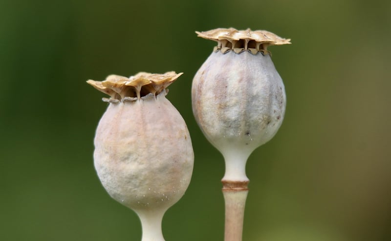 Temporal Capsule